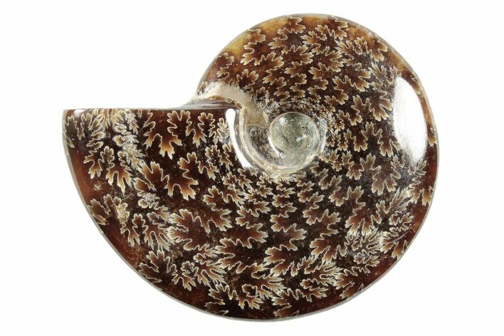 Polished Ammonite (Cleoniceras) Fossil - Madagascar #339195